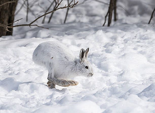 Osterhasi Kurzwoche